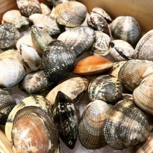 Almeja gallega de Cambados