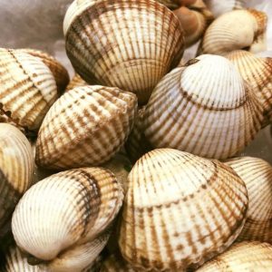 Berberecho gallego mediano