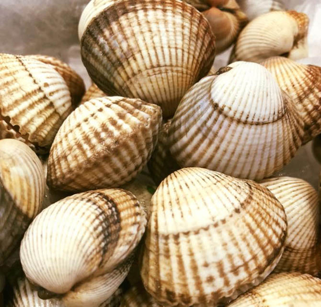 Berberecho gallego mediano