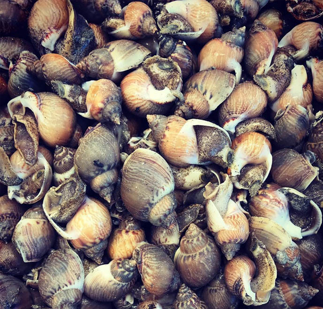 Bígaro (caracolillo) de San Carlos (500gr)