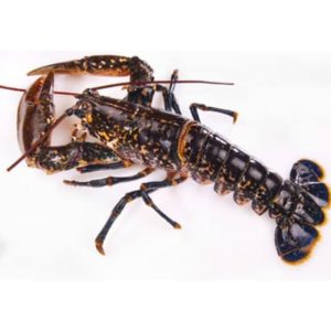 Bogavante nacional (Galícia)