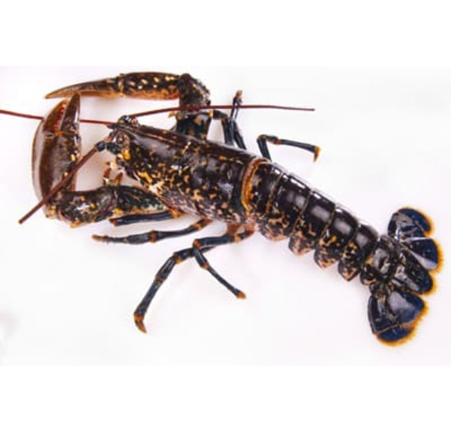 Bogavante nacional (Galícia)