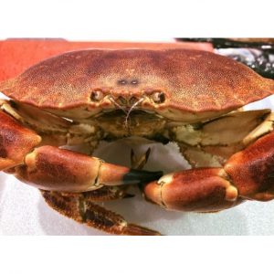 Buey de mar hembra (900gr/unidad)