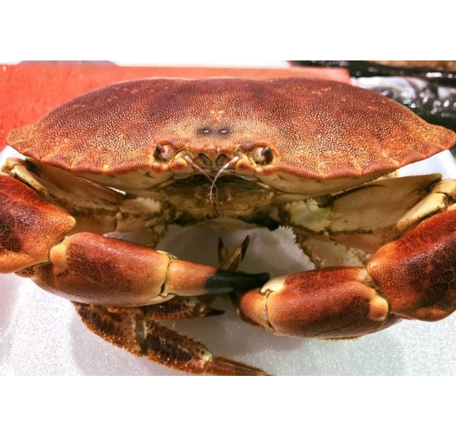 Buey de mar hembra (900gr/unidad)