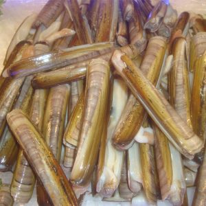 Navajas Cañuts del Delta del Ebro (manojo de 10 cañuts)