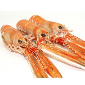 Cigala nº00 congelada (caja de 1,5kg)