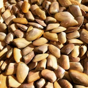 Coquina (tallarina) de San Carlos de la Rápita