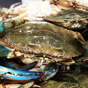 Cangrejo azul del Delta del Ebro (500gr)