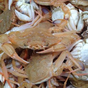 Cangrejo pequeño (ideal para hacer fumet)