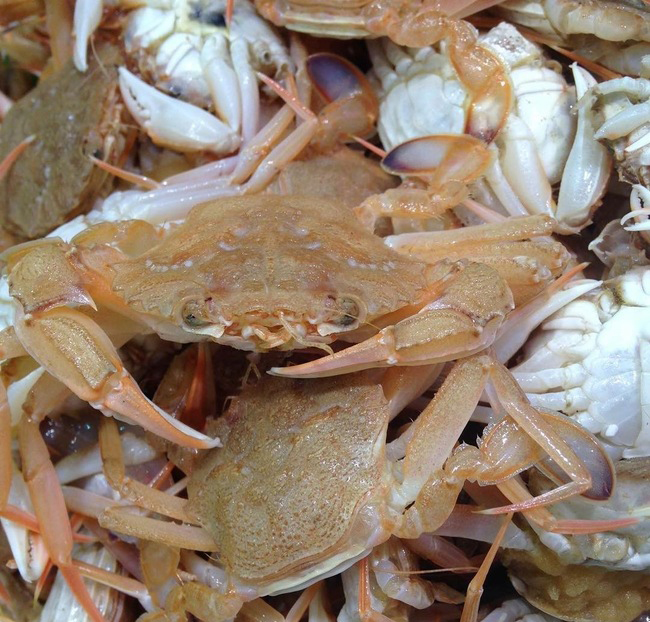 Cangrejo pequeño (ideal para hacer fumet)