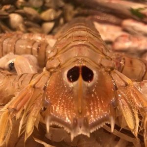 Galeras de San Carlos de la Rápita