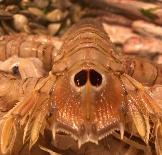 Galeras de San Carlos de la Rápita