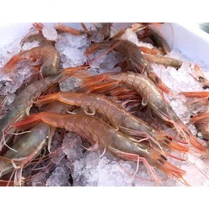 Gamba blanca de Palamós