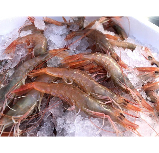 Gamba blanca de Palamós