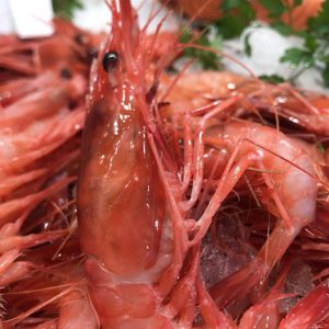 Gamba roja de Palamós mediana