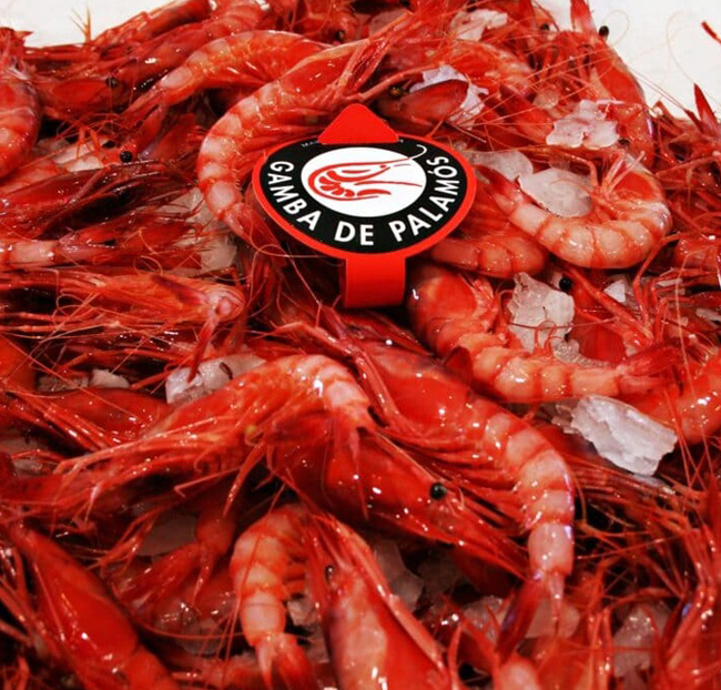 Gamba roja de Palamós pequeña