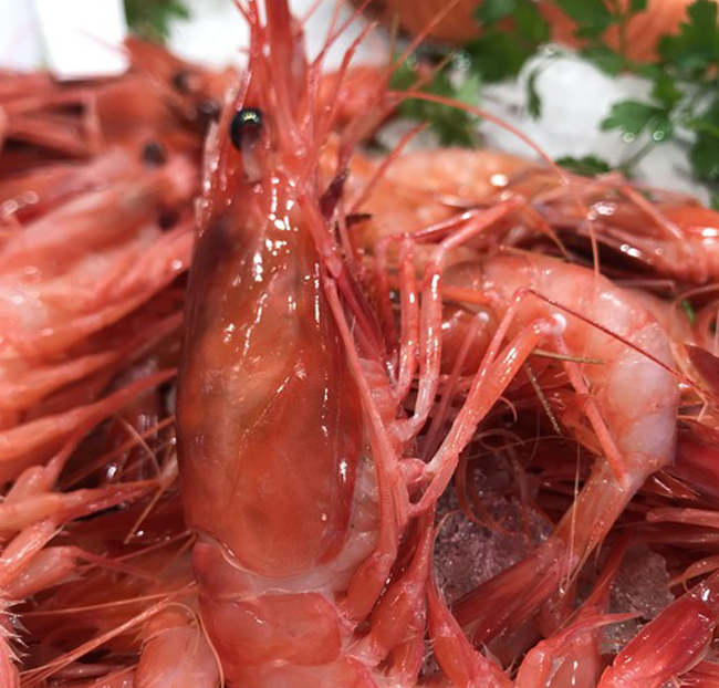 Gamba roja de Palamós mediana