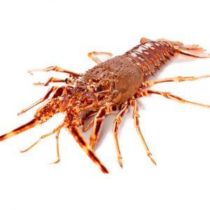 Langosta fresca (900gr)