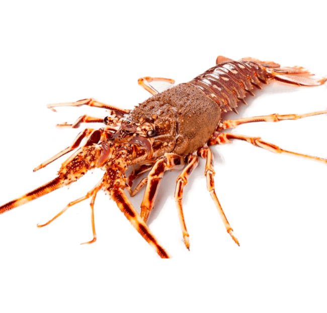 Langosta fresca (900gr)