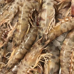 Langostino fresco de San Carlos de la Rápita