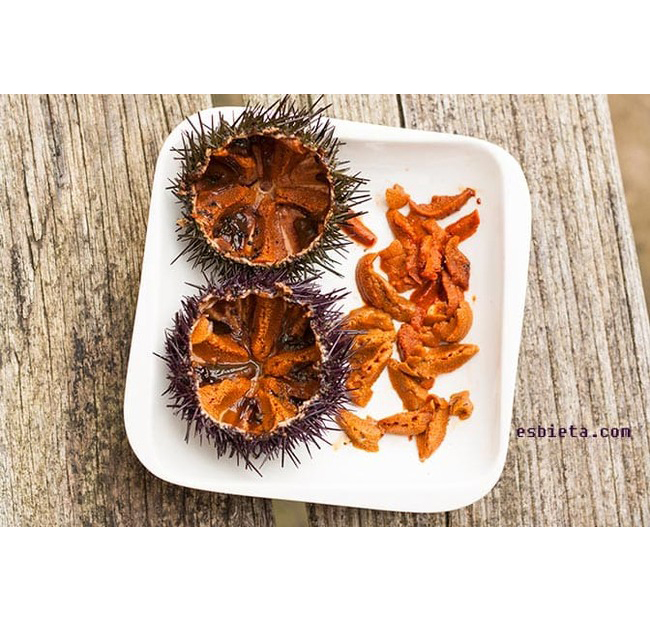 Erizo de mar gallego (12 unidades)