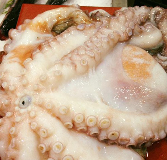 Pulpo gallego fresco (3kg)