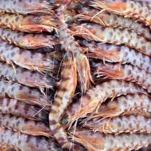 Langostino tigre nº1 del mediterráneo