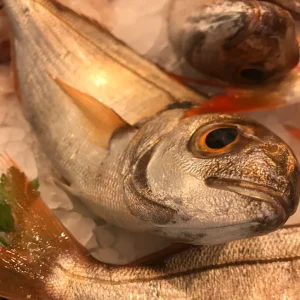 Besugo salvaje fresco de Palamós capturado en el mar Mediterráneo, pescado de calidad extra ideal para horno o plancha
