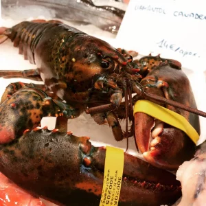 Bogavante fresco vivo de Canadá 500g – Marisco premium