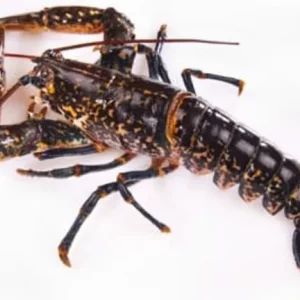 Bogavante gallego vivo azul fresco Homarus gammarus capturado en FAO 27 ideal para arroz caldoso y recetas gourmet