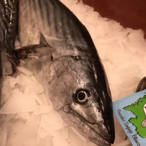 Bonito fresco capturado en el mar Mediterráneo, pescado azul rico en omega 3 ideal para marmitako, plancha o encebollado