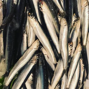 Boquerones frescos de Blanes capturados en el mar Mediterráneo, pescado azul rico en omega 3 ideal para freír o preparar en vinagre