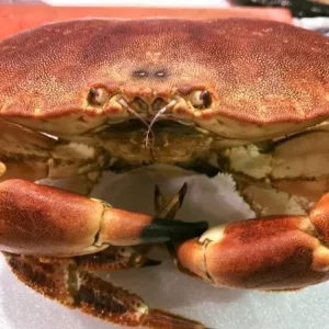 Buey de mar fresco del Atlántico con caparazón rojizo ideal para cocer o preparar en ensaladas