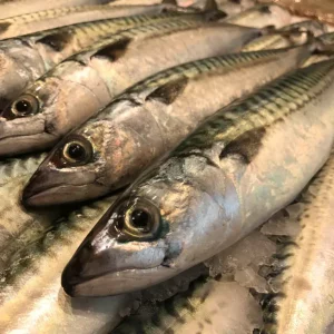 Caballa fresca o verdel capturado en el Mediterráneo en la lonja de Vilanova i la Geltrú, pescado azul rico en omega 3