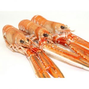 Cigalas gigantes calibre 00 en caja de 1,5kg.