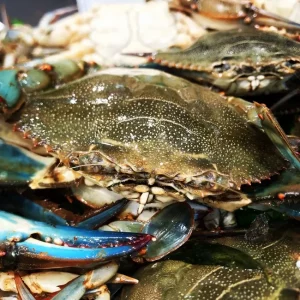 Cangrejo azul vivo del Delta del Ebro de 200 gramos ideal para arroces y fumet