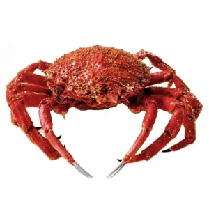 Centollo fresco con caparazón espinoso ideal para Navidad y platos gourmet