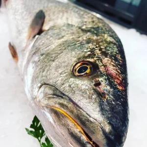 Corvina salvaje fresca de Vilanova i la Geltrú – Pescado blanco rico en omega 3 y proteínas