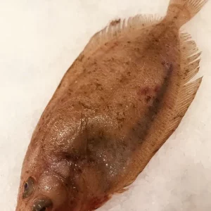 Gallo fresco del Mediterráneo – Pescado blanco ideal para toda la familia