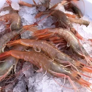 Gambas blancas frescas de Palamós enteras sobre fondo de pescadería.