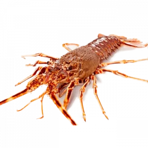 Langosta roja entera de 900 gramos capturada en el Atlántico o Mediterráneo.