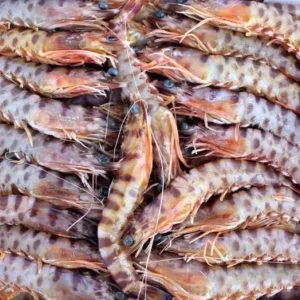 Langostino tigre gigante de Túnez calidad extra.