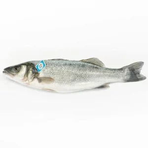 Lubina fresca de acuicultura – Pescado blanco bajo en grasa y alto en proteínas