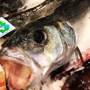 Lubina fresca entera capturada con red en el Mediterráneo, ideal para cocinar al horno o a la plancha