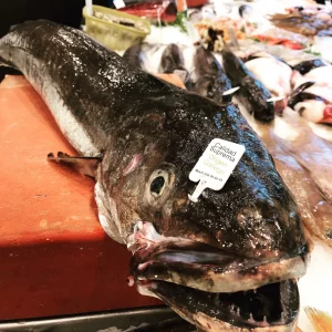 Merluza gallega de palangre (Merluccius merluccius) capturada en el Atlántico (FAO 27) y seleccionada en la lonja de Vigo. Pescado blanco fresco, bajo en grasa y muy versátil en la cocina: al pil pil, al horno, en salsa verde o a la romana.
