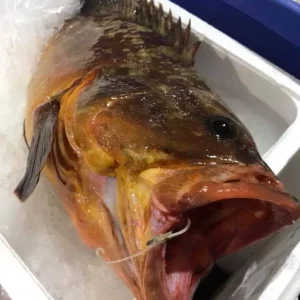 Nombre científico: Epinephelinae. Nombre comercial: Mero o cherne. País de origen: España. Zona de captura: FAO 37 mar mediterráneo. Lonja: Vilanova y la Geltrú. Método de pesca: Con anzuelo (palangre). Caducidad: 3 días en la nevera y 2 meses en el congelador. Conservación en casa: En comprarpeix.com recomedamos conservar el producto en la parte más fría de la nevera a una temperatura entre los 2ºC y 4ºC o -18ºC en el congelador. Calidad: Su carne es muy apreciada en todos los lugares donde se da esta especie. De hecho, es tan exquisita que ha motivado el famoso refrán: "de la mar el mero y de la tierra el cordero". En el Mediterráneo cada vez es más escaso debido a la sobrepesca. Estado: Fresco. ¿Cómo cocinarlo?: Lo más habitual es cocinarlo al horno con patatas o junto a verduras y hortalizas, aunque también se puede preparar en adobo, frito, en guisos y sopas, a la brasa, etc. Valor nutricional (por cada 100 gramos): Calorías 118 Proteínas 16 g Grasas 6 g Magnesio 20 mg Potasio 255 mg Fósforo 210 mg B3 2,3 mg B6 0,32 mg Propiedades y beneficios: Gran aporte de proteínas de alto valor biológico. Bajo en grasas. Aporta pocas calorías, ideal para mantener nuestro peso a raya. Rico en antioxidantes. Reduce el colesterol y protege nuestra salud cardiovascular. Refuerza nuestro sistema inmunitario. Bueno para el correcto funcionamiento de la glándula tiroides.