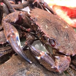 Nécoras gallegas de color oscuro que se vuelve rojo tras la cocción.