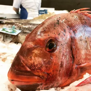 Pargo fresco capturado artesanalmente en Palamós, con carne firme y sabor intenso