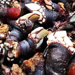 Percebes gallegos frescos de la zona de Aguiño o Cedeira.