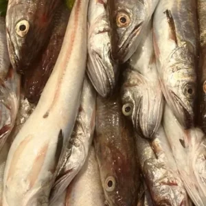 Pescadilla fresca capturada en Cambrils, lista para cocinar al gusto: frita, al horno o al papillote